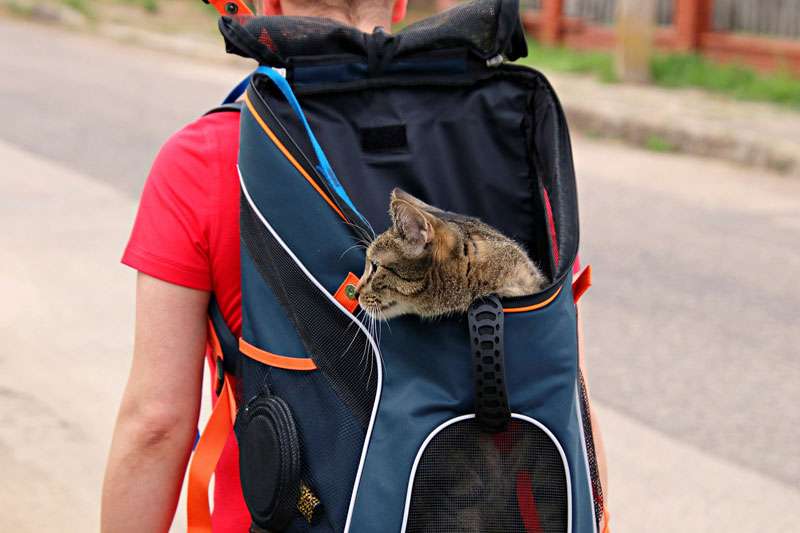 與貓一起旅行